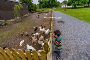 Glendeer Pet Farm Ireland, the ducks, pic : Dani Rosyadi