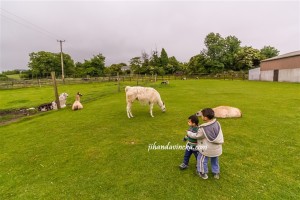 Glendeer Pet Farm, Ireland, pic : Dani Rosyadi